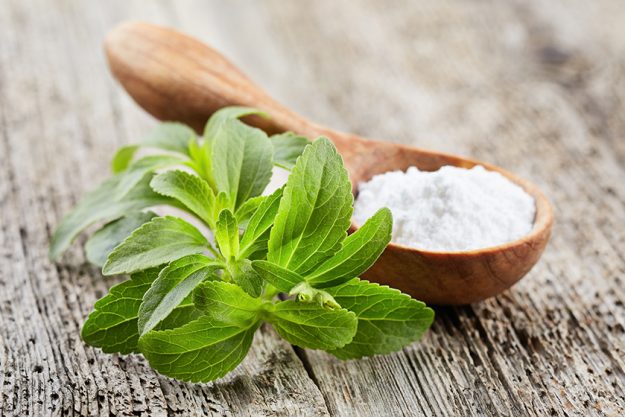 Stevia plant with powder